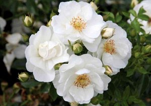 Белый Morden Snowbeauty, представленная в 1998 г. – зимостойкий, повторноцветущий шраб, подходящий для массовых посадок или в качестве солитера. Назван за красивые белоснежные цветки. Они слегка арома