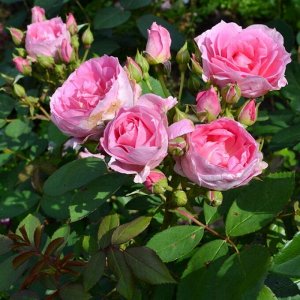 Розовый Хотя сорт был представлен как роза для живых изгородей, он превосходно подходит и для сада. Цветки довольно крупные, густомахровые, в старинном стиле, с пуговкой в центре, насыщенно-розовые, в