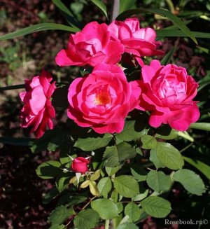 Розовый Это одна из самых красивых и морозостойких канадских роз. Цветки сияюще вишнево-красные, иногда более красные, и иногда более розовые. Каждый отдельно взятый цветок держится недолго, но цветен