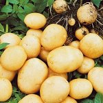Семенной картофель &quot;Метеор&quot;, 3 кг