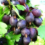 Грушенька(черный), Крыжовник бесшипный, 3 летка