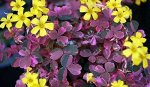 Кислица (Oxalis &quot;Plum Crazy&quot;)