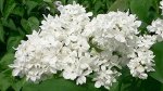 Сирень Мадам Лемуан, Лесодекоративные культуры, 2 летка