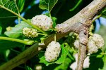 Шелковица белая, Лесодекоративные культуры, 3 летка