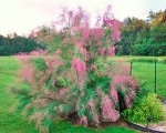 Тамарикс, Лесодекоративные культуры, 2 летка