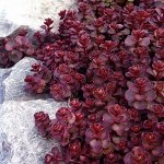 Очиток красный, Многолетние цветы, Р9