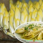 Салатный цикорий Витлуф  (0,5г)