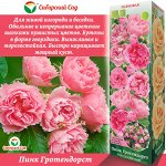 Роза Пинк Гротендорст (Парковая) 1шт (Сиб сад)