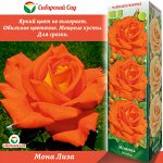 Роза Моника (Чайно-гибридная) 1шт (Сиб сад)