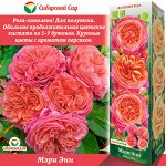 Роза Мэри Энн (Чайно-Гибридная) 1шт (Сиб сад)