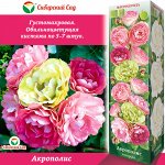 Роза Акрополис (Флорибунда) 1шт (Сиб сад)