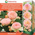 Роза Пастелла (Флорибунда) 1шт (Сиб сад)