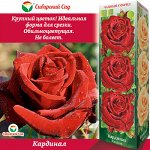 Роза Кардинал (Чайно-гибридная) 1шт (Сиб сад)