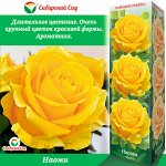 Роза Наоми (Чайно-гибридная) 1шт (Сиб сад)