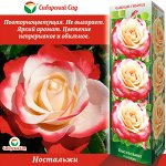 Роза Ностальжи (Чайно-гибридная) 1шт (Сиб сад)
