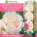Роза Винчестер Кафедрал (Чайно-гибридная) 1шт (Сиб сад)