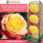 Роза Кордес Джубили (Чайно-гибридная) 1шт (Сиб сад)