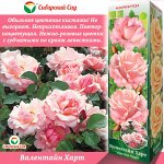 Роза Валентайн Харт (Флорибунда) 1шт (Сиб сад)