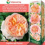 Роза Гарден оф Роузес (Флорибунда) 1шт (Сиб сад)