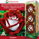 Роза Осирия (Чайно-гибридная) 1шт (Сиб сад)