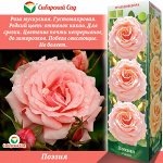 Роза Поэзия (Грандифлора) 1шт (Сиб сад)