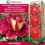 Роза Кроненбург (Чайно-гибридная) 1шт (Сиб сад)