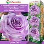 Роза Оушен Сонг (Чайно-гибридная) 1шт (Сиб сад)