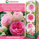 Роза Пьер де Ронсар (Грандифлора) 1шт (Сиб сад)