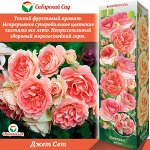 Роза Джет Сет (Флорибунда) 1шт (Сиб сад)