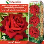 Роза Гранд Амур (Чайно-гибридная) 1шт (Сиб сад)