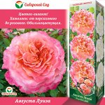 Роза Августа Луиза (Чайно-гибридная) 1шт (Сиб сад)