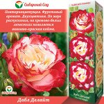 Роза Дабл Делайт (Чайно-гибридная) 1шт (Сиб сад)