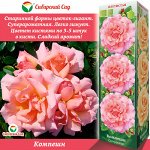 Роза Компешн (Плетистая) 1шт (Сиб сад)