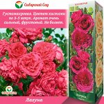 Роза Лагуна (Плетистая) 1шт (Сиб сад)