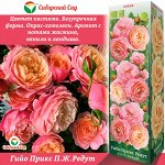 Роза Гийо Прикс П.Ж.Редут (Грандифлора/Шраб) 1шт (Сиб сад)