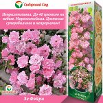 Роза Зе Фэйри (Почвопокровная) 1шт (Сиб сад)