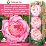 Роза Ламинуэт (Флорибунда) 1шт (Сиб сад)