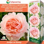 Роза Андре ле Нотр (Чайно-гибридная) 1шт (Сиб сад)