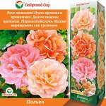 Роза Полька (Плетистая) 1шт (Сиб сад)