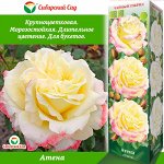 Роза Атена (Чайно-гибридная) 1шт (Сиб сад)