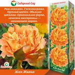 Роза Жан Жионо (Чайно-гибридная) 1шт (Сиб сад)