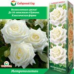 Роза Метрополитан (Чайно-гибридная) 1шт (Сиб сад)