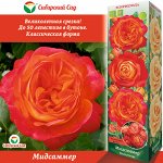 Роза Мидсаммер (Флорибунда) 1шт (Сиб сад)