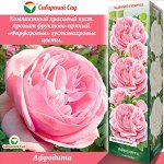 Роза Афродита (Чайно-гибридная) 1шт (Сиб сад)