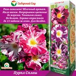 Роза Пурпл Сплеш (Плетистая) 1шт (Сиб сад)