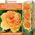 Роза Краун Принцесс Маргарита (Английская) 1шт (Сиб сад)