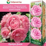 Роза Прейри Джой (Канадская) 1 шт (Сиб сад)