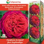 Роза Астрид Графин фон Харденберг (Парковая) 1шт (Сиб сад)