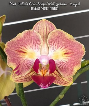 Phal. Fuller's Gold Stripe '458' (peloric - 2 eyes)