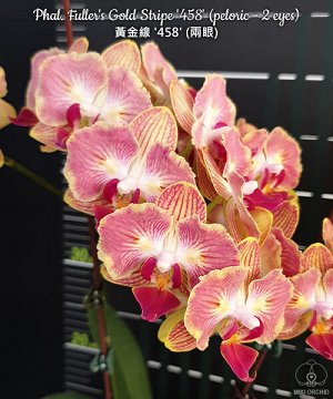 Phal. Fuller's Gold Stripe '458' (peloric - 2 eyes)
